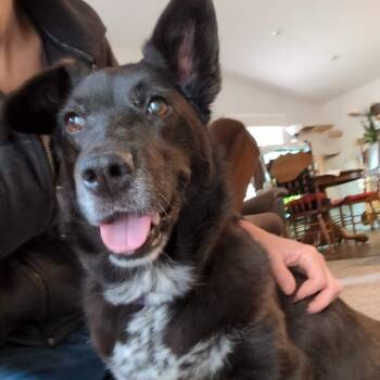 Rescue Border Collie and Black Labrador Retriever Dogs for Adoption in Corvallis, Oregon - Luna | PetCurious