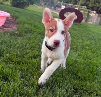 Goose -  Terrier Dog for Adoption in New London, Wisconsin - Goose | PetCurious