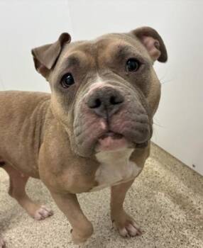 Mixed Breed Dogs Available for Adoption - Pixie | PetCurious