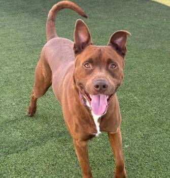 Pit Bull Terrier and Mixed Breed Dogs Available for Adoption in Camarillo, California - HAZE | PetCurious