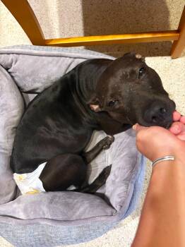 Rescue Staffordshire Bull Terrier and Black Labrador Retriever Dogs for Adoption in Pompano Beach, Florida - Sabel | PetCurious