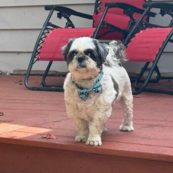 Ryan -  Shih Tzu Dog for Adoption in Dover, New Hampshire - Ryan | PetCurious