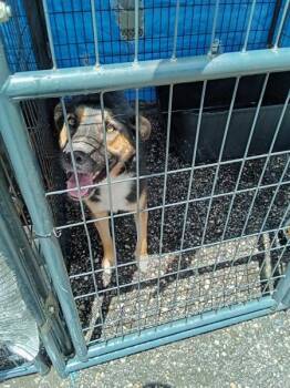 German Shepherd Dog Dogs Available for Adoption in Mobile, Alabama - Elizabeth | PetCurious