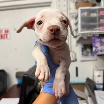 Coconut -  Pit Bull Terrier Dog for Adoption in Edinburg, Texas - Coconut | PetCurious