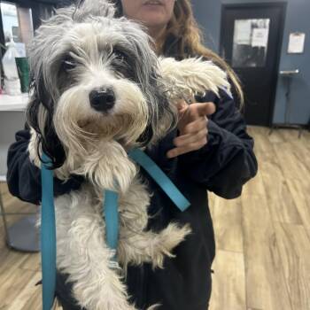 Rescue Poodle Dogs for Adoption in Newark, New Jersey - Kiwi | PetCurious