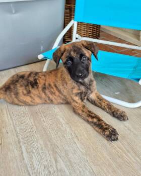 Dutch Shepherd and Belgian Shepherd Malinois Dogs Available for Adoption in Gulfport, Mississippi - Milou | PetCurious