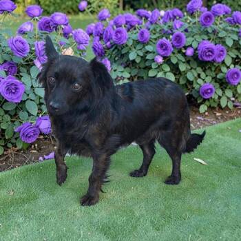 Lolis -  Papillon and Chihuahua Dog for Adoption in San Diego, California - Lolis | PetCurious