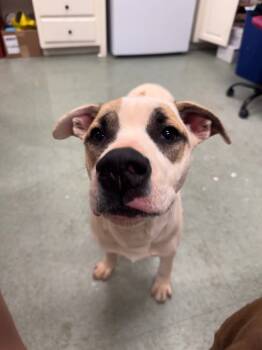 Rescue Mixed Breed Dogs for Adoption in Danielsville, Georgia - Buck | PetCurious