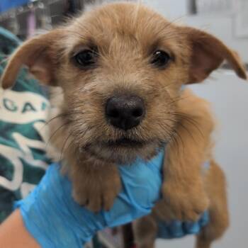 Isabell -  Cairn Terrier and Chihuahua Dog for Adoption in Hattiesburg, Mississippi - Isabell | PetCurious