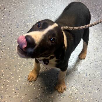 TUSC-Stray-85100_2_3 -  Hound and Mixed Breed Dog for Adoption in Tuscaloosa, Alabama - TUSC-Stray-85100_2_3 | PetCurious