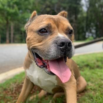 Rescue Pit Bull Terrier Dogs for Adoption in Lynchburg, Virginia - Tydus | PetCurious