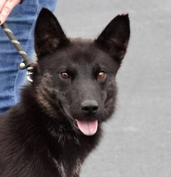 Ginger -  Shepherd Dog for Adoption in Millfield, Ohio - Ginger | PetCurious