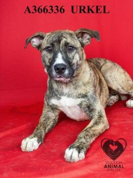 Rescue Akita and Mixed Breed Dogs for Adoption in Stockton, California - URKEL | PetCurious