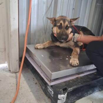 Dozer 26-06-175 -  Shepherd Dog for Adoption in Bastrop, Texas - Dozer 26-06-175 | PetCurious