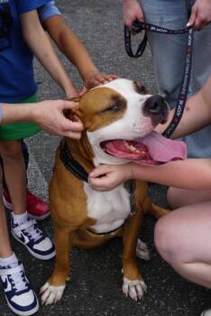 King -  Mixed Breed Dog for Adoption in West Chester, Pennsylvania - King | PetCurious
