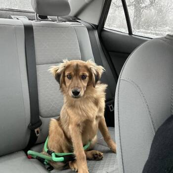 Mixed Breed Dogs Available for Adoption - Johnny | PetCurious