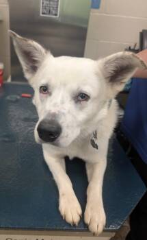 Australian Cattle Dog Blue Heeler Dogs Available for Adoption in Mobile, Alabama - ROCCO | PetCurious