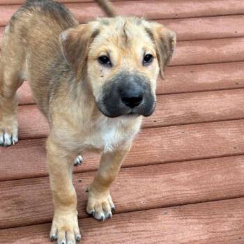 Hank RW -  Shar Pei and Mixed Breed Dog for Adoption in Austin, Texas - Hank RW | PetCurious