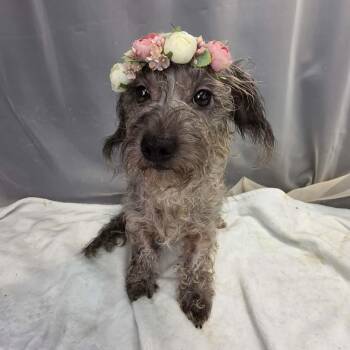Green Bean -  Miniature Poodle and Miniature Schnauzer Dog for Adoption in Foley, Alabama - Green Bean | PetCurious