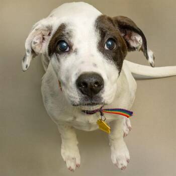 CHALK -  Labrador Retriever and Mixed Breed Dog for Adoption in St. Louis, Missouri - CHALK | PetCurious