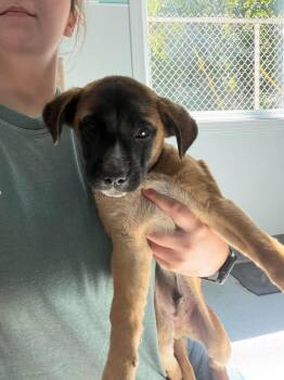 Casper -  Mixed Breed Dog for Adoption in Leitchfield, Kentucky - Casper | PetCurious