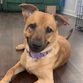 Shepherd and Black Mouth Cur Dogs Available for Adoption in Oak Ridge North, Texas - Iris | PetCurious
