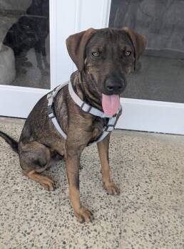 CHOCO - great with kids -  Labrador Retriever and Shepherd Dog for Adoption - CHOCO - Great With Kids | PetCurious