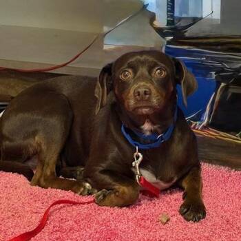 Chihuahua and Miniature Pinscher Dogs Available for Adoption - Ophelia | PetCurious