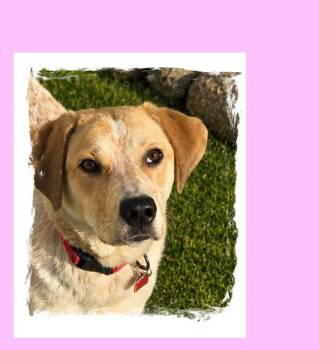 Chloe -  Yellow Labrador Retriever Dog Available for Adoption in Lake Geneva, Wisconsin - Chloe | PetCurious