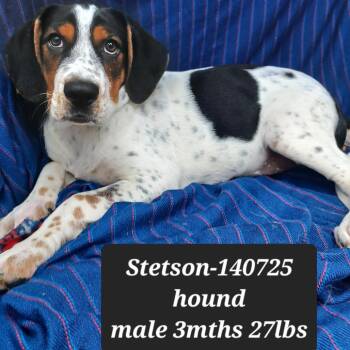 Stetson -  Hound Dog for Adoption in New Tazewell, Tennessee - Stetson | PetCurious