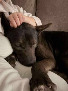 Rescue German Shepherd Dog Dogs for Adoption in Grand Forks, North Dakota - Loki | PetCurious