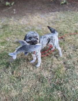 Winston -  Terrier Dog for Adoption in Bellingham, Washington - Winston | PetCurious