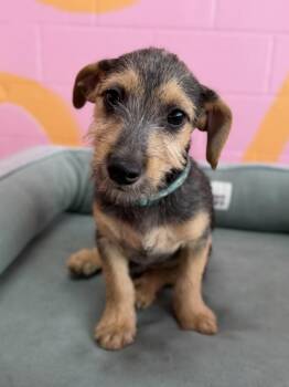 Nick -  Terrier and Dachshund Dog for Adoption in Pasadena, California - Nick | PetCurious