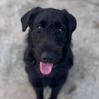 Tamara -  Giant Schnauzer Dog for Adoption in Loíza, Loíza - Tamara | PetCurious