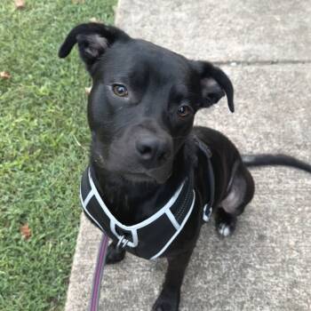 Rescue Labrador Retriever and Boxer Dogs for Adoption - BUBBY | PetCurious