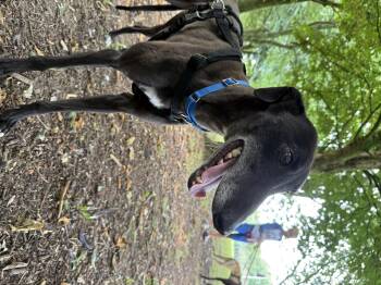 Rescue Greyhound Dogs for Adoption in Winter Park, Florida - Raffe | PetCurious