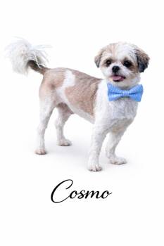 Shih Tzu Dogs Available for Adoption in Sylvania, Georgia - Cosmo | PetCurious
