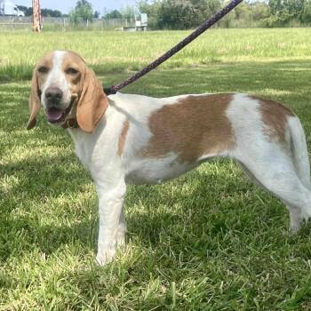 Rescue Beagle Dogs for Adoption in New Orleans, Louisiana - Limoncella | PetCurious