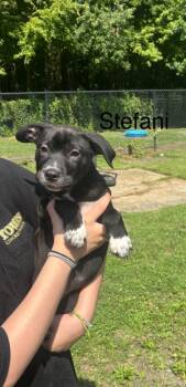 Stefani -  Labrador Retriever Dog for Adoption in Cambridge, Maryland - Stefani | PetCurious
