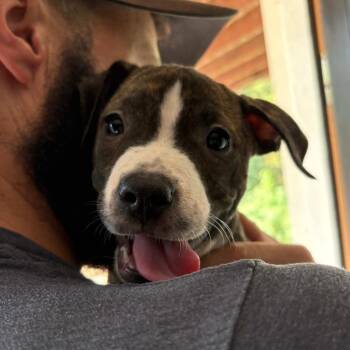 Molly -  Pit Bull Terrier and Mixed Breed Dog for Adoption in Durham, North Carolina - Molly | PetCurious