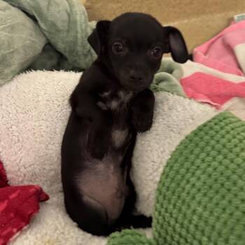 Atlas -  Chihuahua Dog for Adoption in West Palm Beach, Florida - Atlas | PetCurious