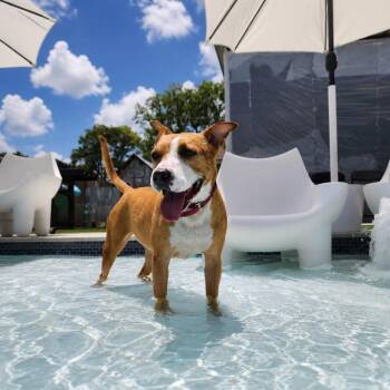 Delanie -  American Staffordshire Terrier and Mixed Breed Dog for Adoption in Oak Point, Texas - Delanie | PetCurious