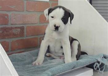 Labrador Retriever and Mixed Breed Dogs Available for Adoption in Houston, Texas - A2072087 | PetCurious