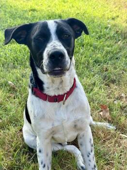 Junior DOT -  Pointer and Labrador Retriever Dog for Adoption in South Kingstown, Rhode Island - Junior DOT | PetCurious