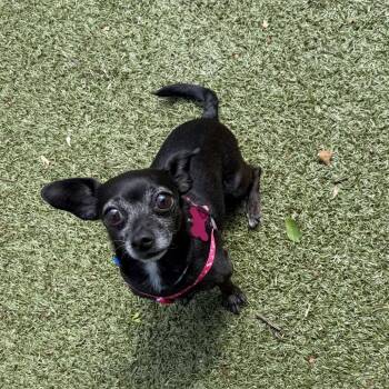 Chihuahua Dogs Available for Adoption in Silver Spring, Maryland - Baby Basil | PetCurious