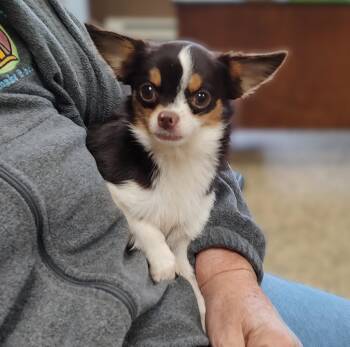 Chihuahua and Yorkshire Terrier Dogs Available for Adoption in Fairmont, Minnesota - Lovie | PetCurious