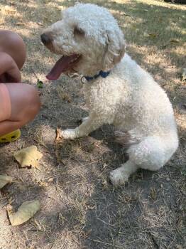 Rupaw -  Poodle Dog for Adoption in Garland, Texas - Rupaw | PetCurious