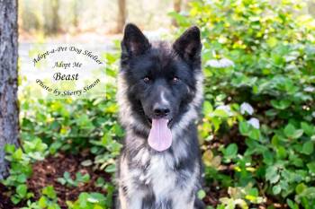 BEAST -  Husky Dog for Adoption in Shelton, Washington - BEAST | PetCurious