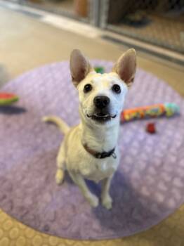 Wyatt -  Terrier Dog for Adoption in Phoenix, Arizona - Wyatt | PetCurious