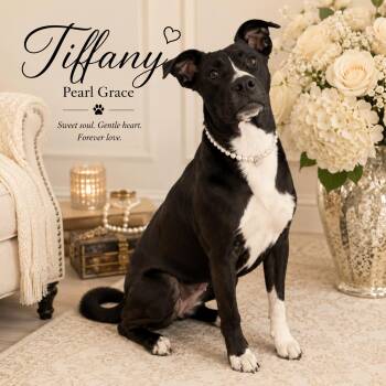 Tiffany Hope (AKA "Puppy Girl" -  Border Collie and Whippet Dog for Adoption in Farmington, Missouri - Tiffany Hope (AKA "Puppy Girl" | PetCurious